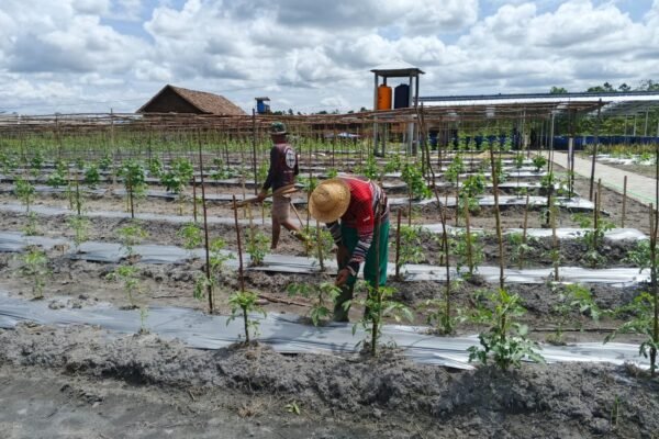 Satgas TMMD Kodim 1012/Buntok Rawat Sayuran di Lokasi Ketahanan Pangan Sababillah