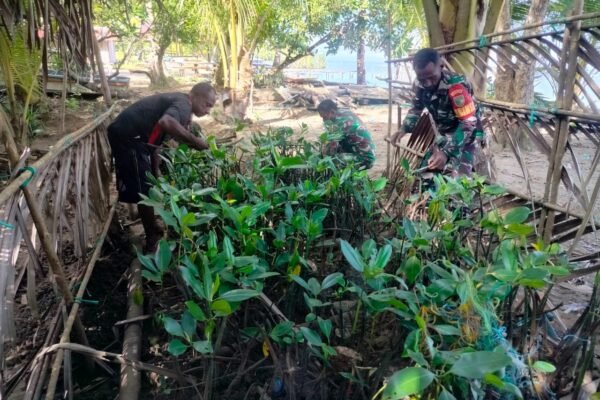 TMMD ke-125 Kodim 1705/Nabire Laksanakan Perawatan Bibit Mangrove Jelang Penanaman di Distrik Makimi